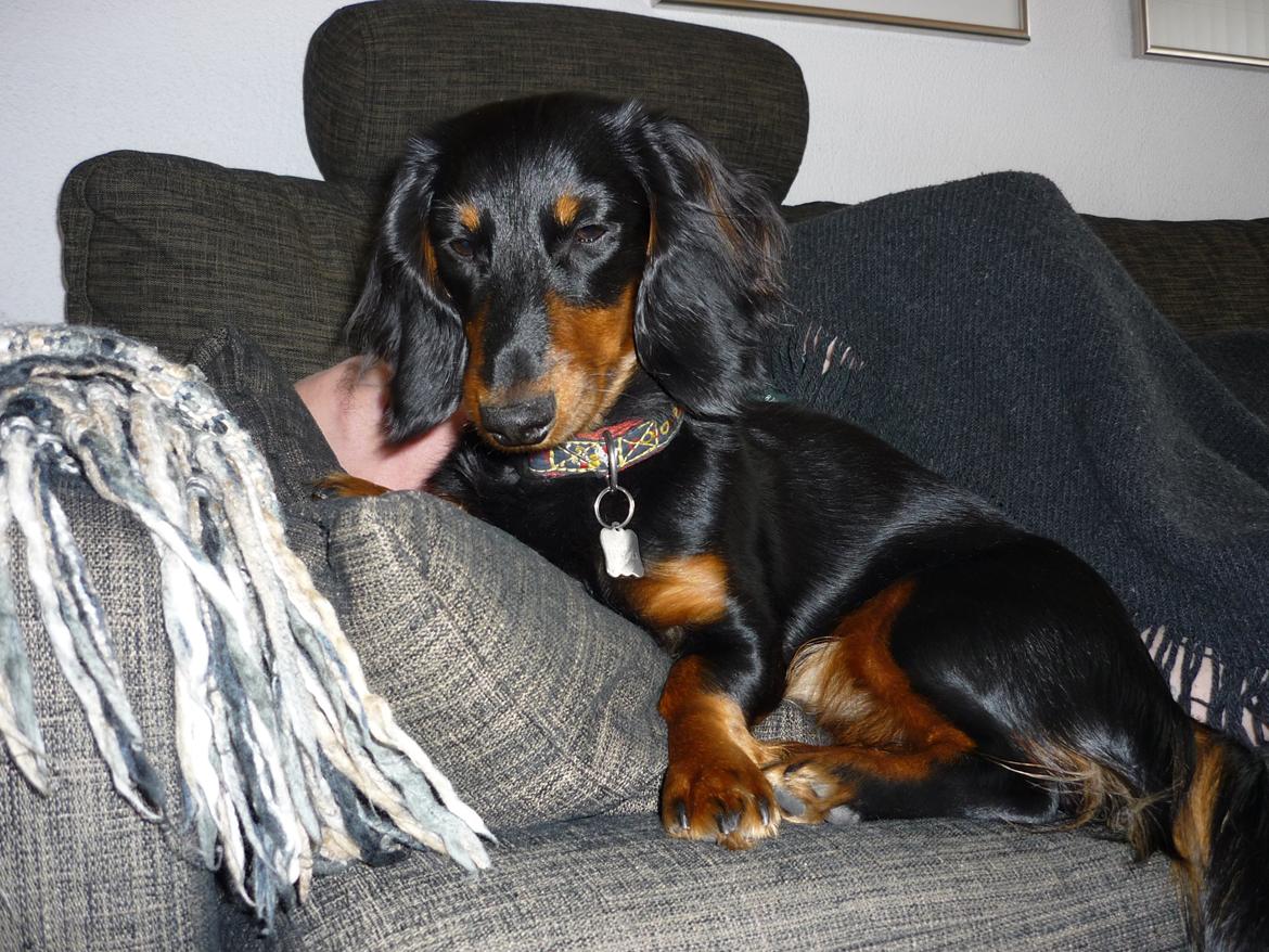 Miniature gravhund Carla billede 20