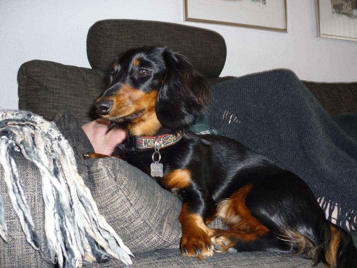 Miniature gravhund Carla billede 21