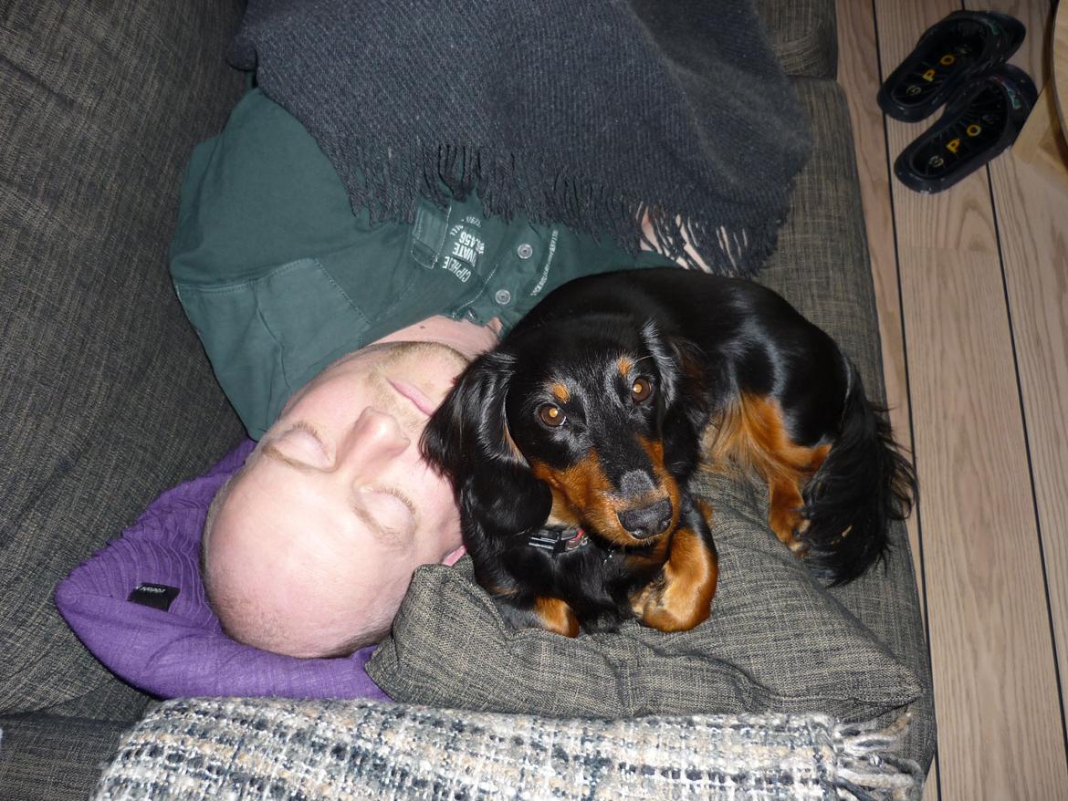 Miniature gravhund Carla billede 19