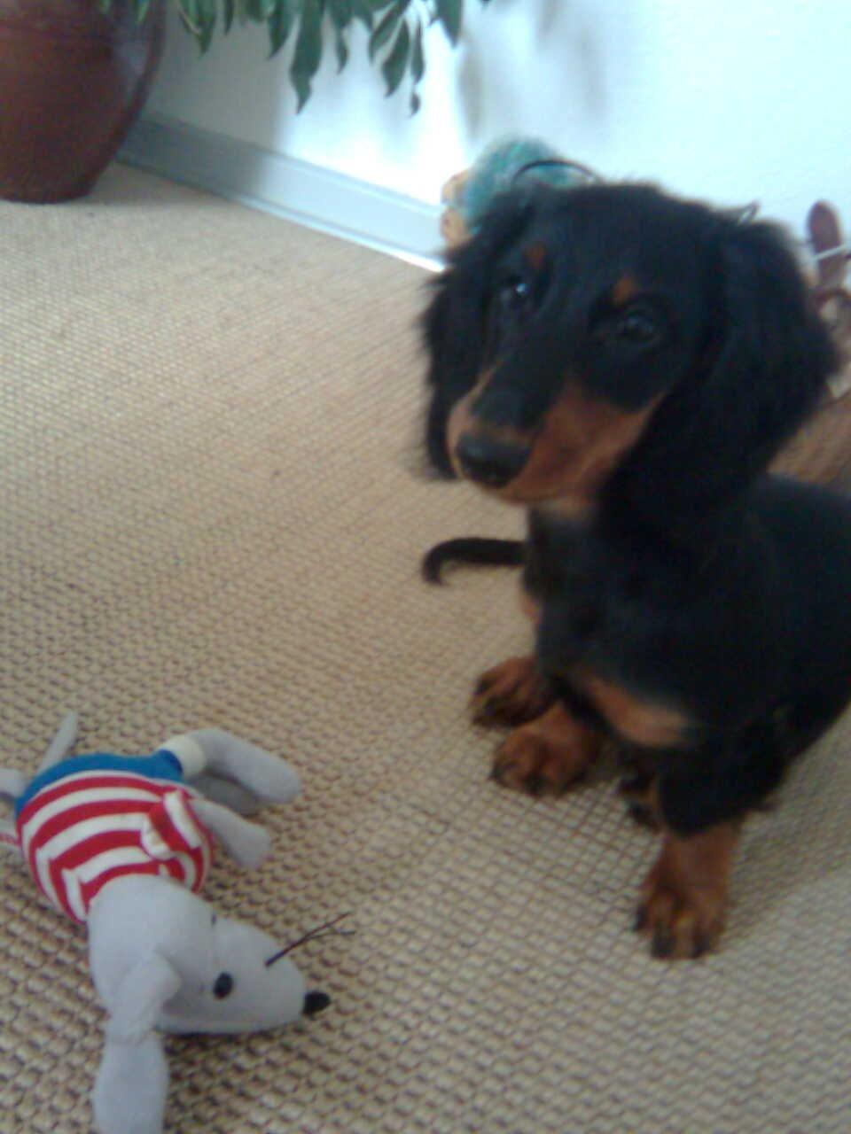 Miniature gravhund Carla billede 22