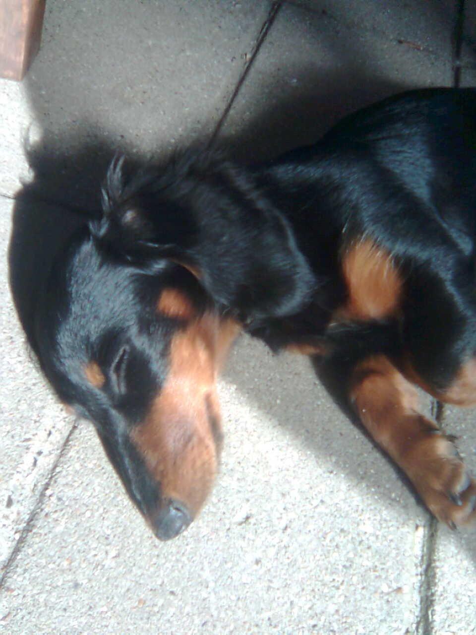 Miniature gravhund Carla billede 23