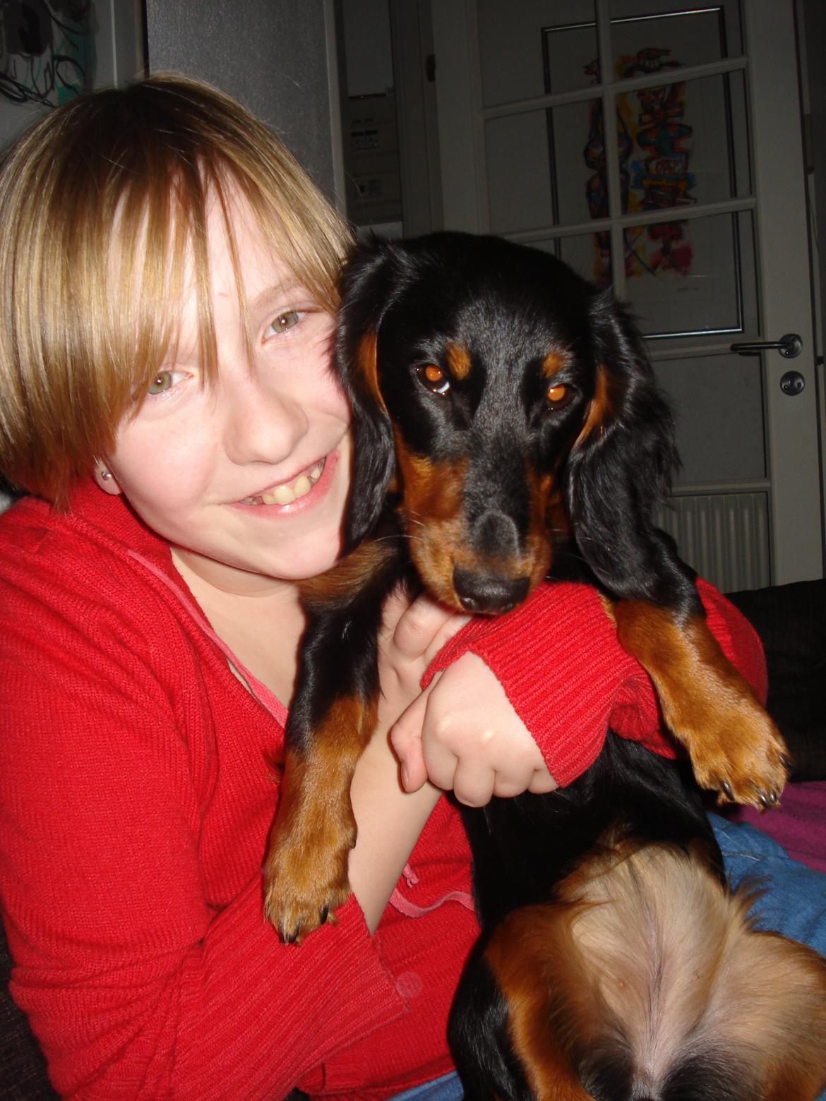 Miniature gravhund Carla billede 24