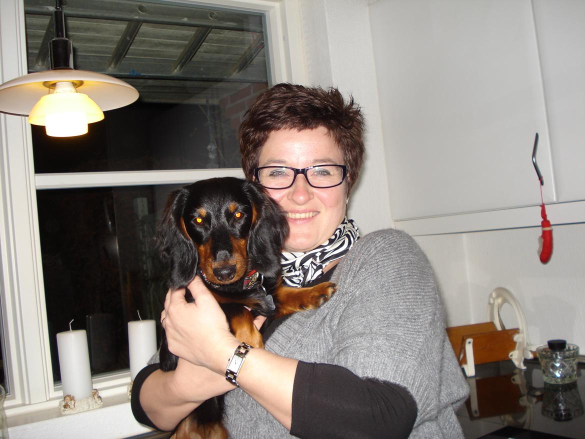 Miniature gravhund Carla billede 25