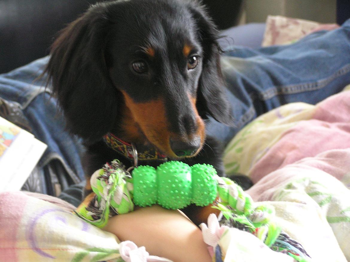 Miniature gravhund Carla billede 26