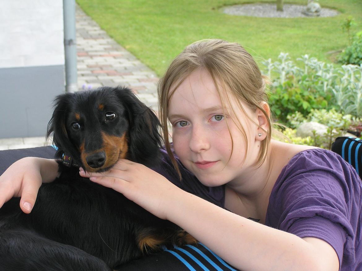 Miniature gravhund Carla billede 27