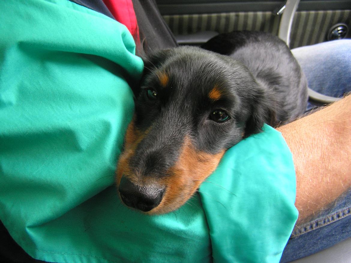 Miniature gravhund Carla billede 28