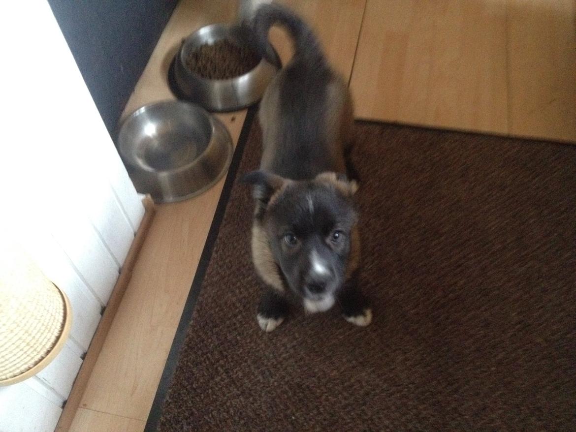 Blanding af racer ROSA <3  alaskan husky - border collie - 8,5 uge billede 6