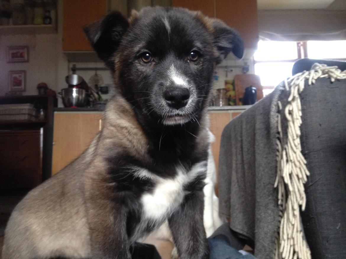 Blanding af racer ROSA <3  alaskan husky - border collie - 8,5 uge billede 7