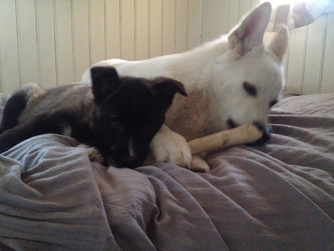 Blanding af racer ROSA <3  alaskan husky - border collie - 9 uger.. elsker min storebror <3 billede 8