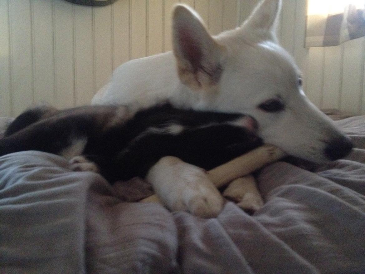 Blanding af racer ROSA <3  alaskan husky - border collie - 9 uger billede 9