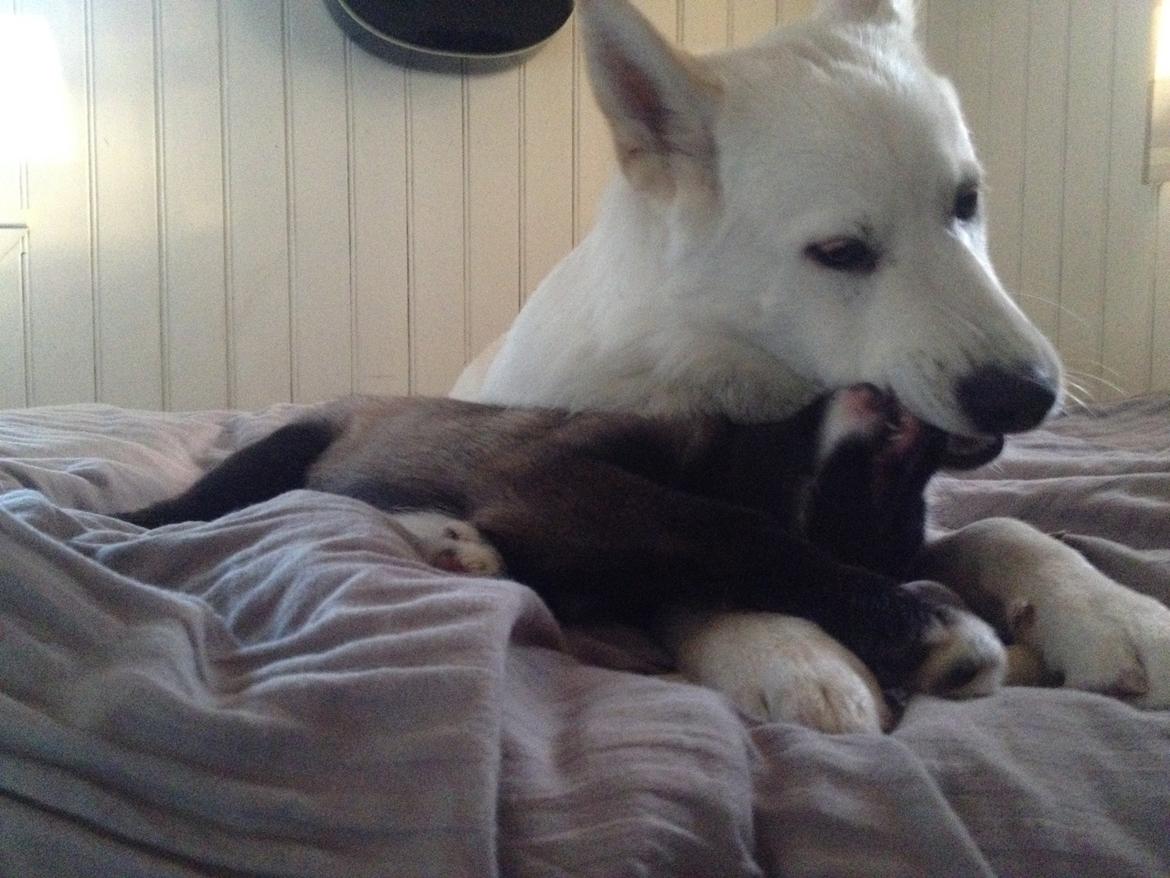 Blanding af racer ROSA <3  alaskan husky - border collie - 9 uger billede 10