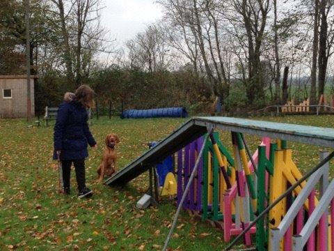 Vizsla Viggo billede 11