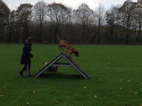 Vizsla Viggo billede 14