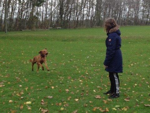 Vizsla Viggo billede 15