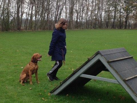 Vizsla Viggo billede 17