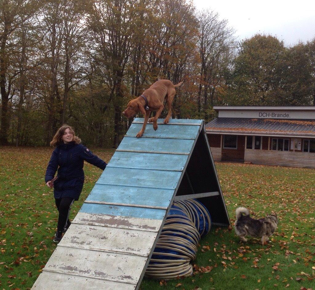 Vizsla Viggo billede 18