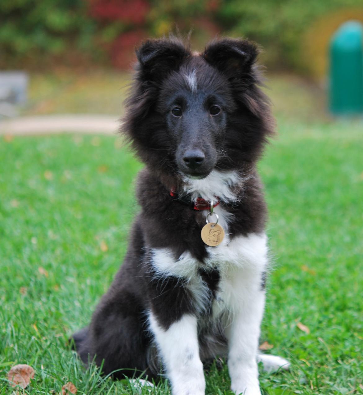 Shetland sheepdog Svala billede 17