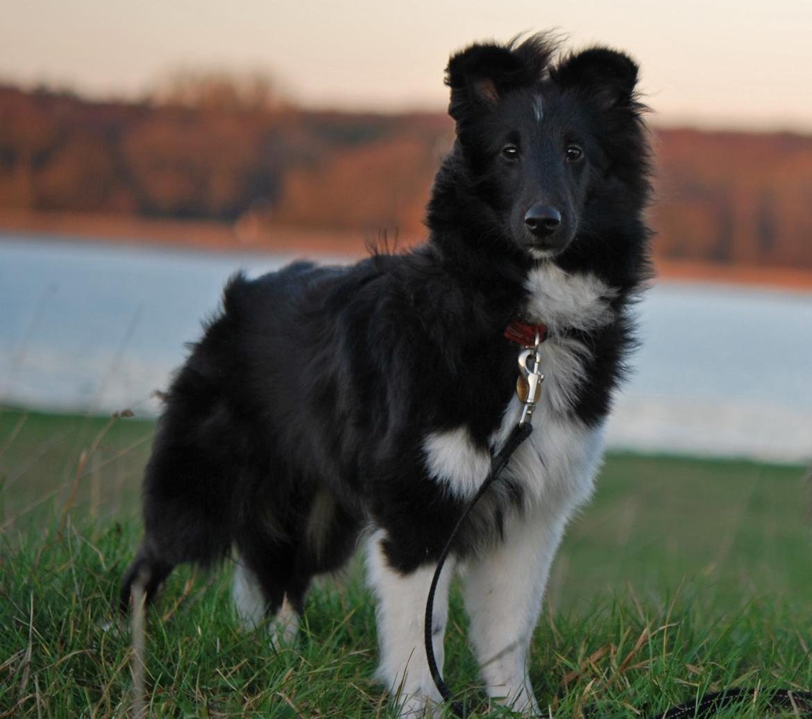 Shetland sheepdog Svala billede 18