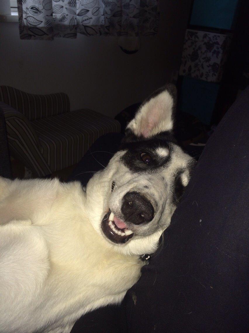 Alaskan husky Nikita billede 1