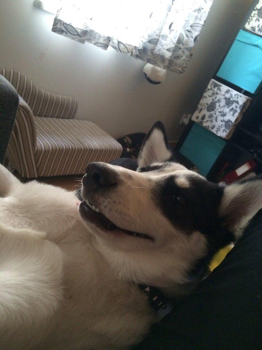 Alaskan husky Nikita billede 2