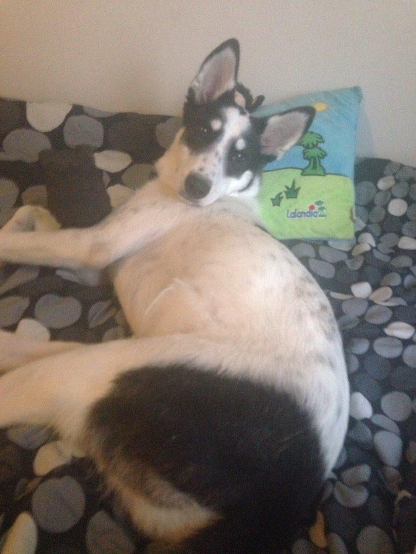 Alaskan husky Nikita billede 3