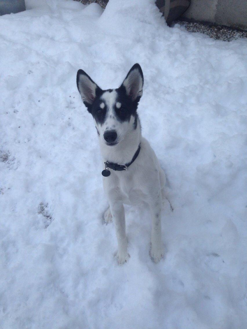 Alaskan husky Nikita billede 4