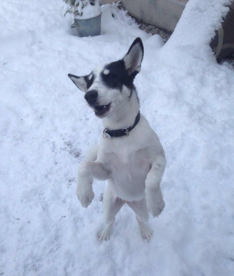 Alaskan husky Nikita billede 5