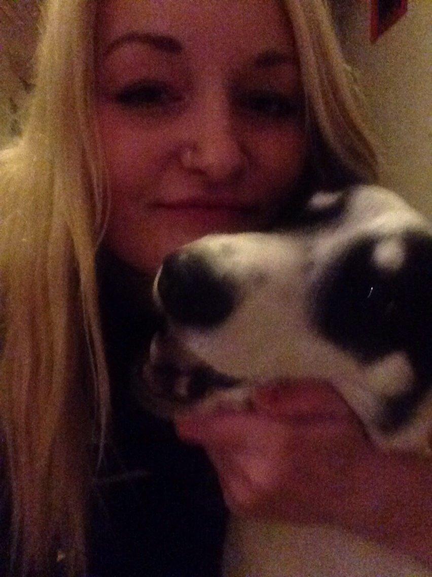 Alaskan husky Nikita billede 6