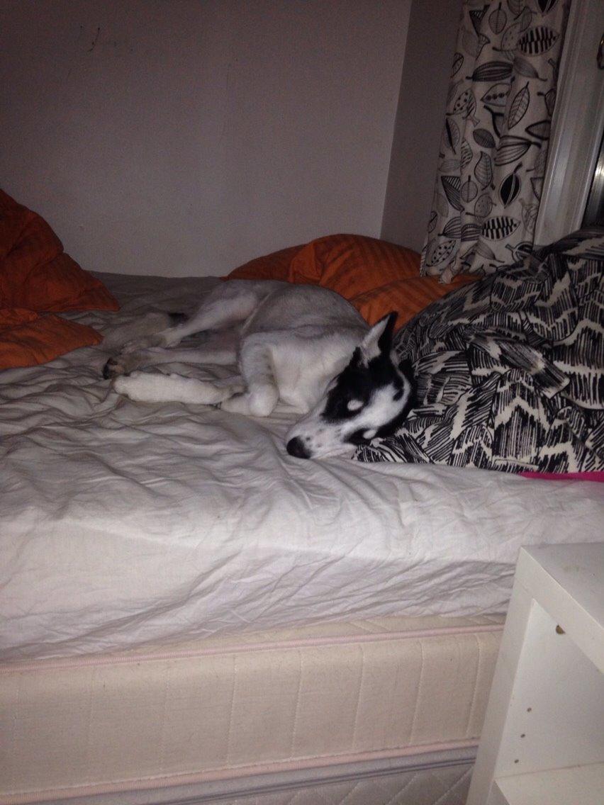 Alaskan husky Nikita billede 8