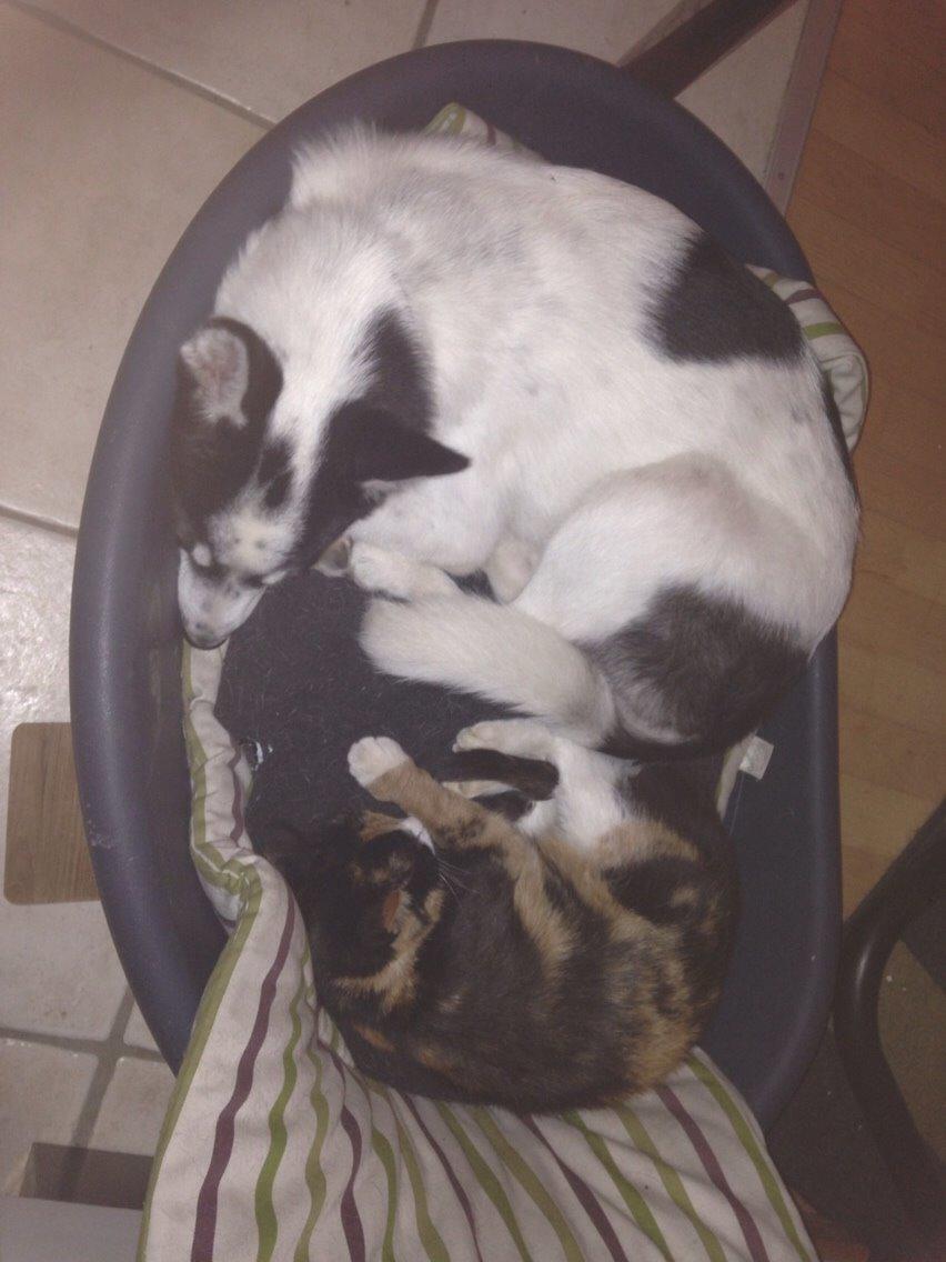 Alaskan husky Nikita billede 9