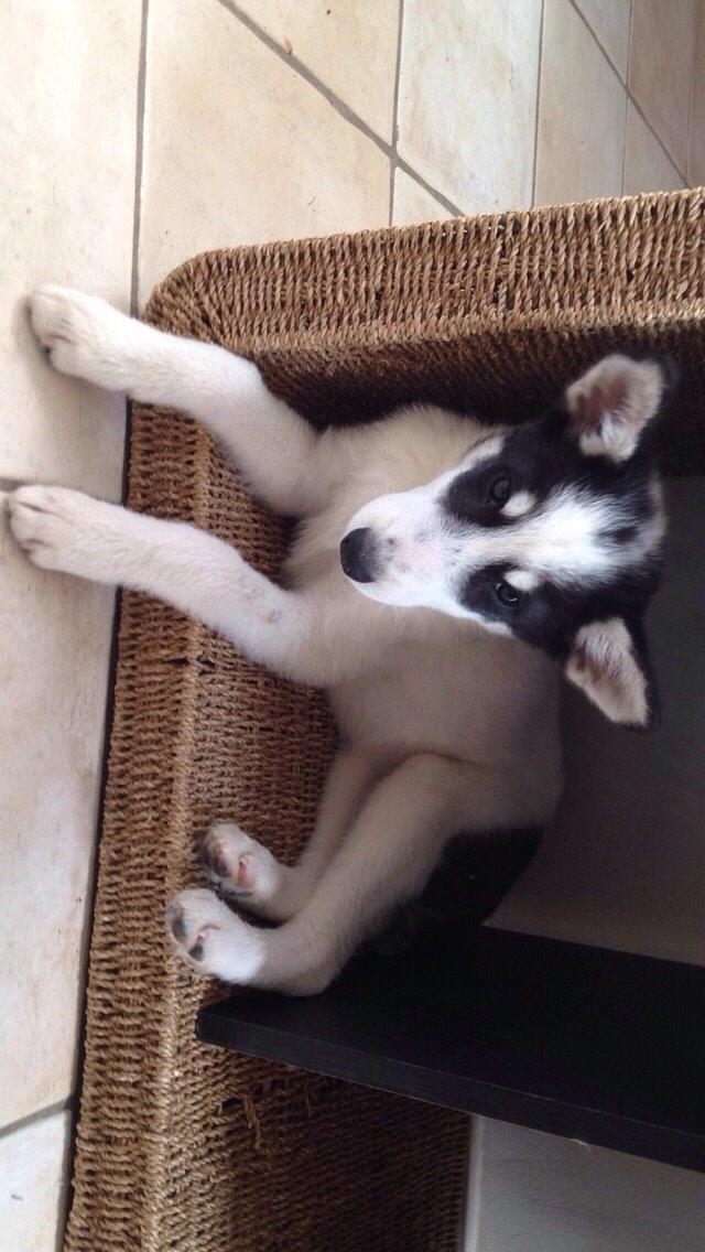 Alaskan husky Nikita billede 13