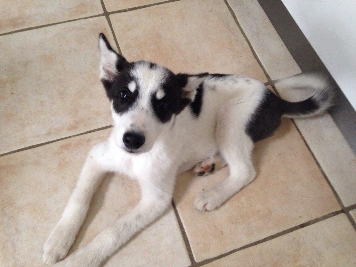 Alaskan husky Nikita billede 14