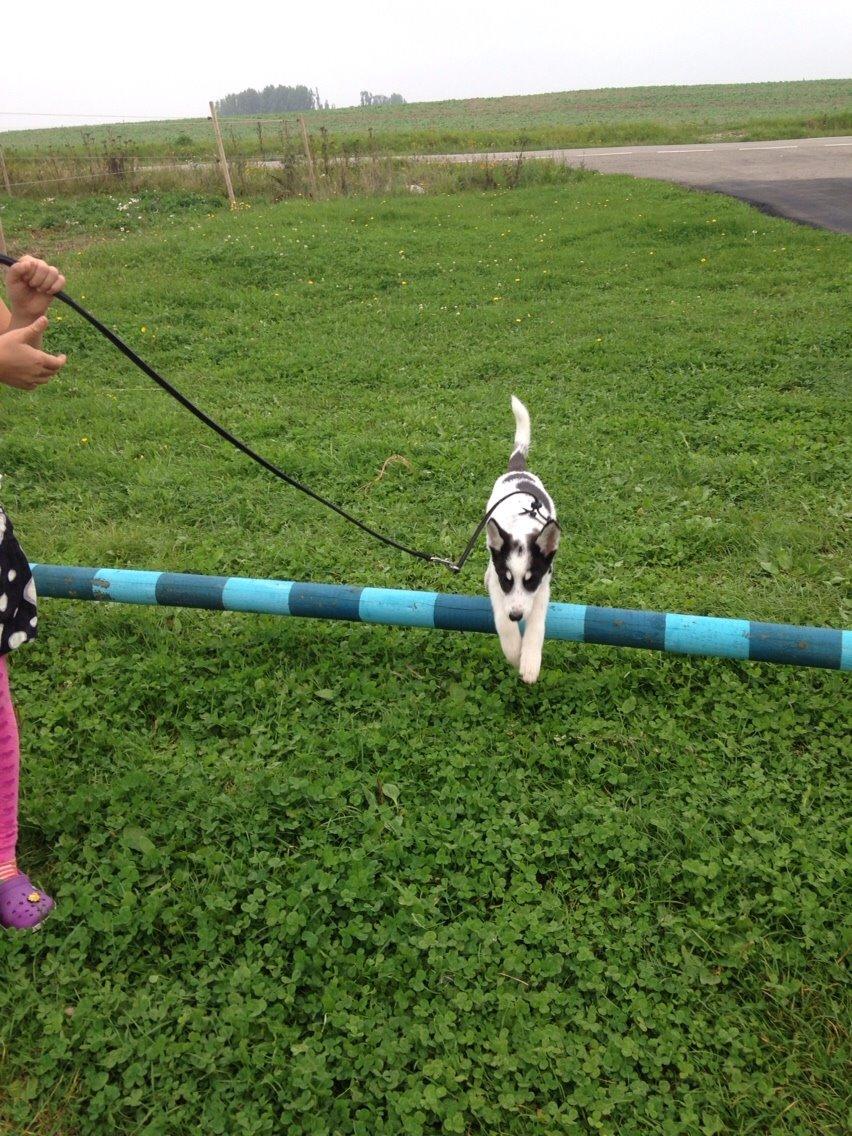 Alaskan husky Nikita billede 17