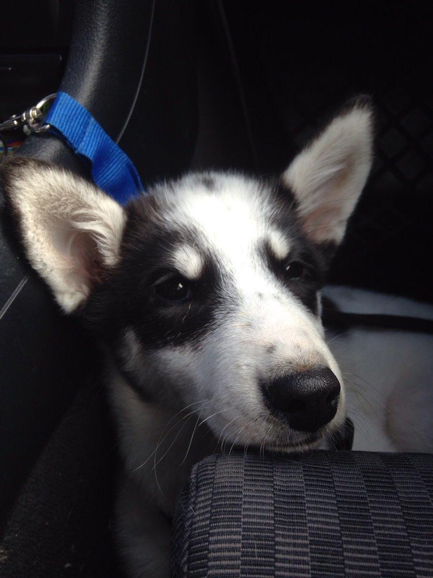 Alaskan husky Nikita billede 19