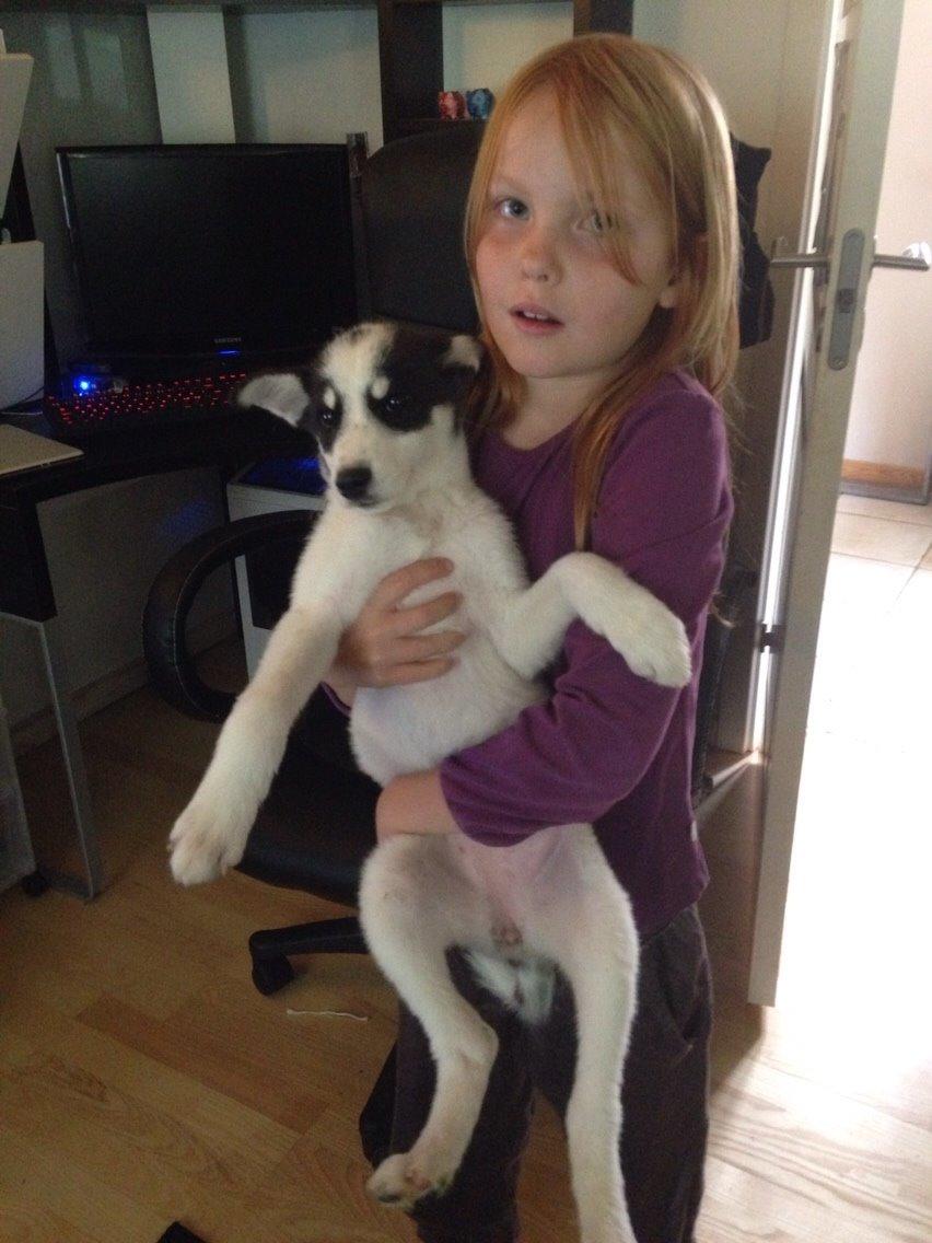 Alaskan husky Nikita billede 21