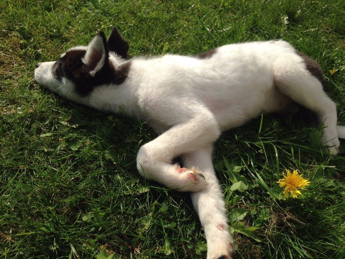 Alaskan husky Nikita billede 22