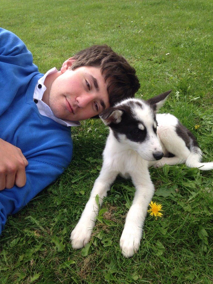 Alaskan husky Nikita billede 24