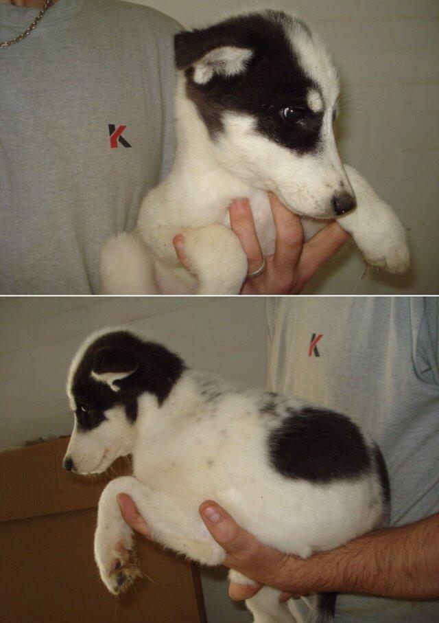 Alaskan husky Nikita billede 25