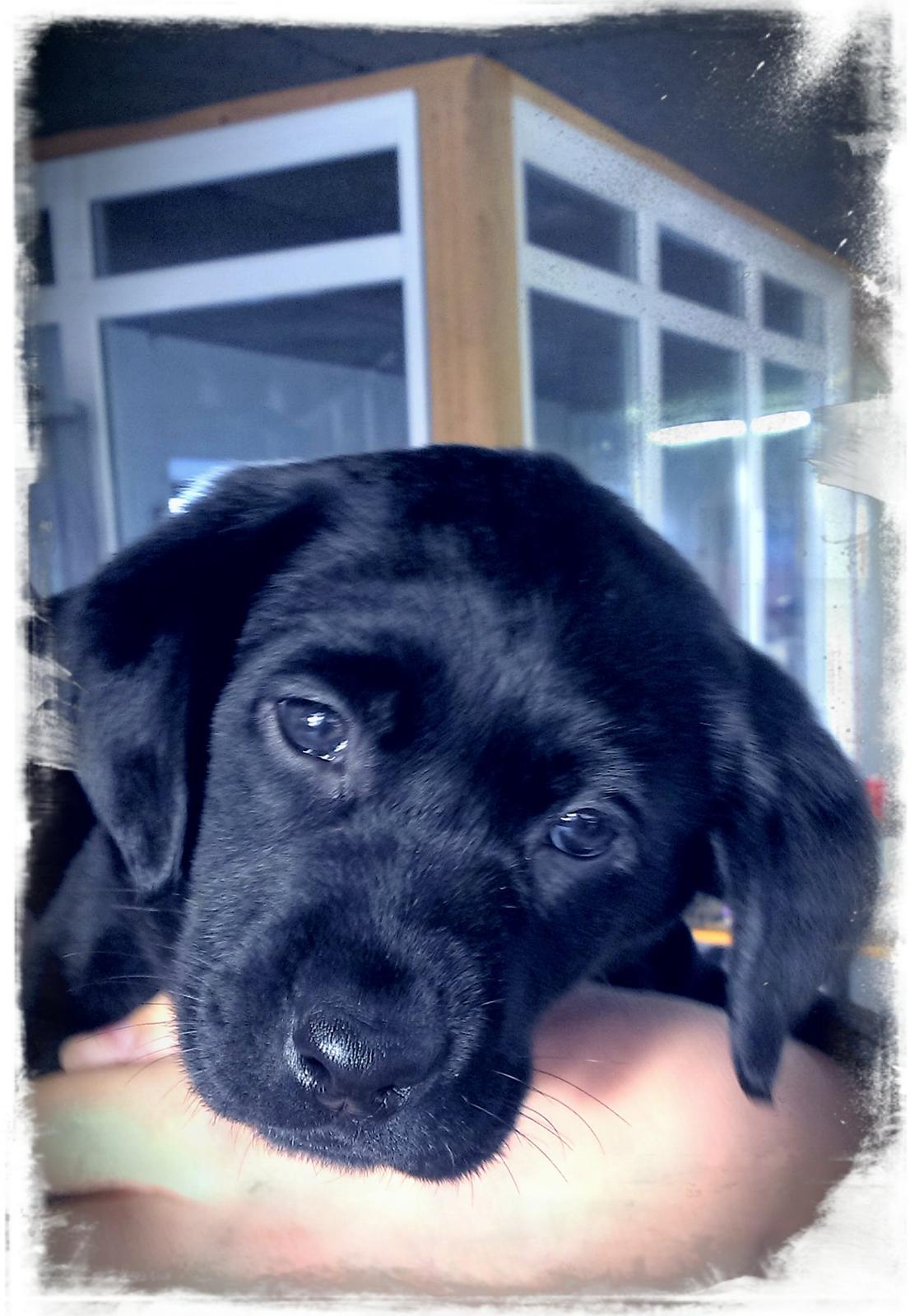 Labrador retriever Stella billede 2