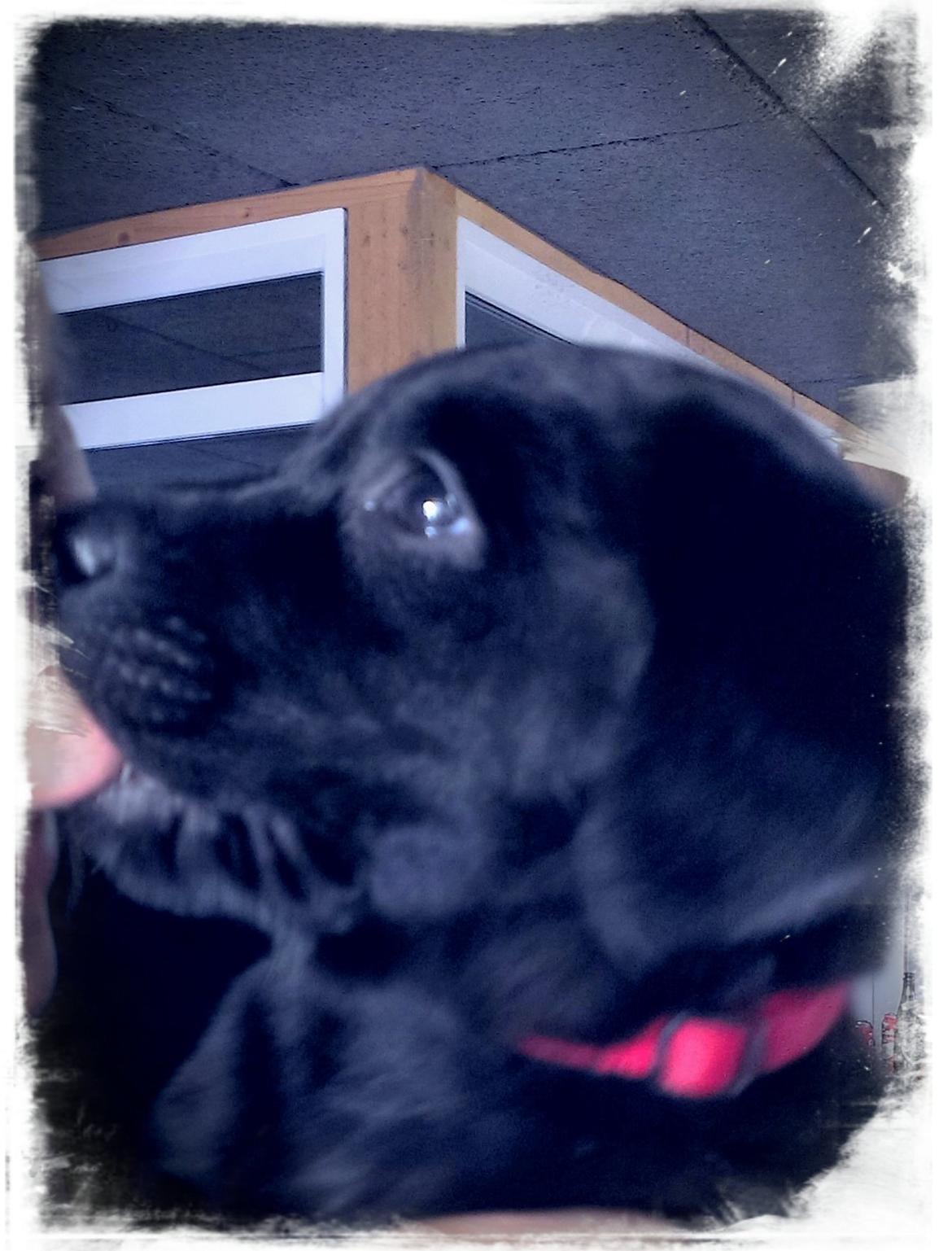 Labrador retriever Stella billede 4