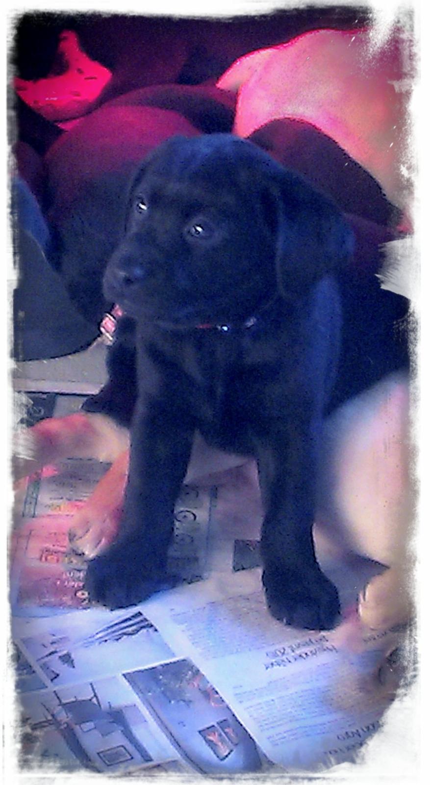 Labrador retriever Stella billede 5