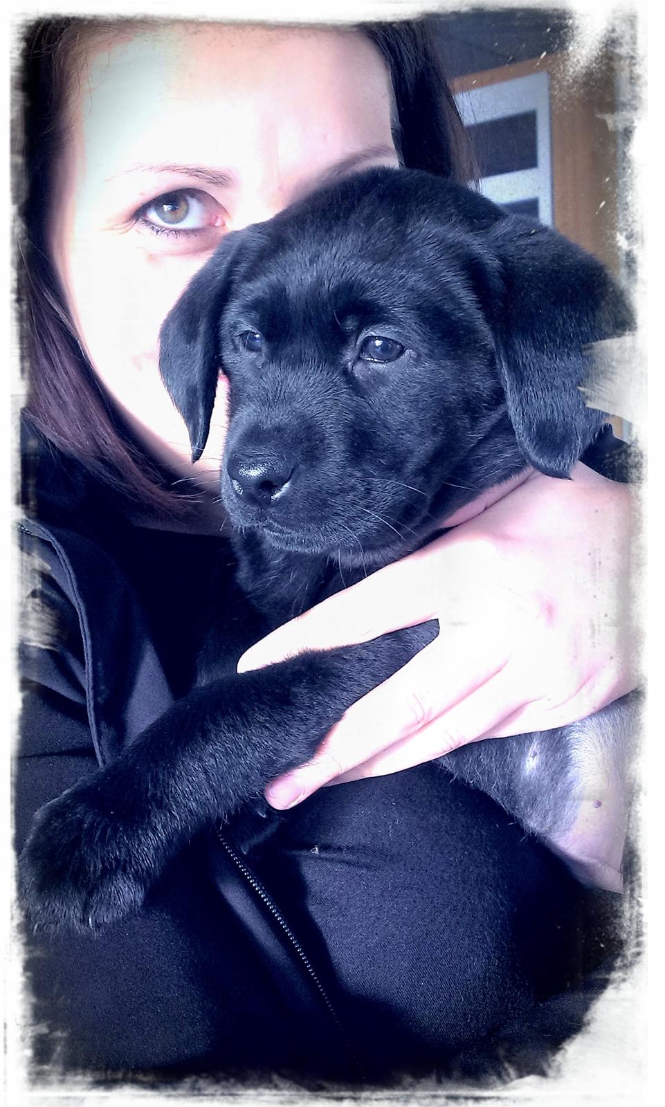 Labrador retriever Stella billede 3