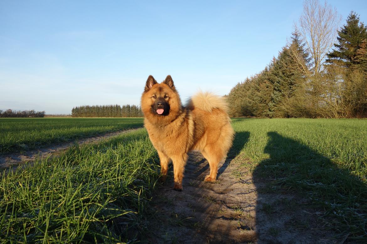 Eurasier Sally billede 8