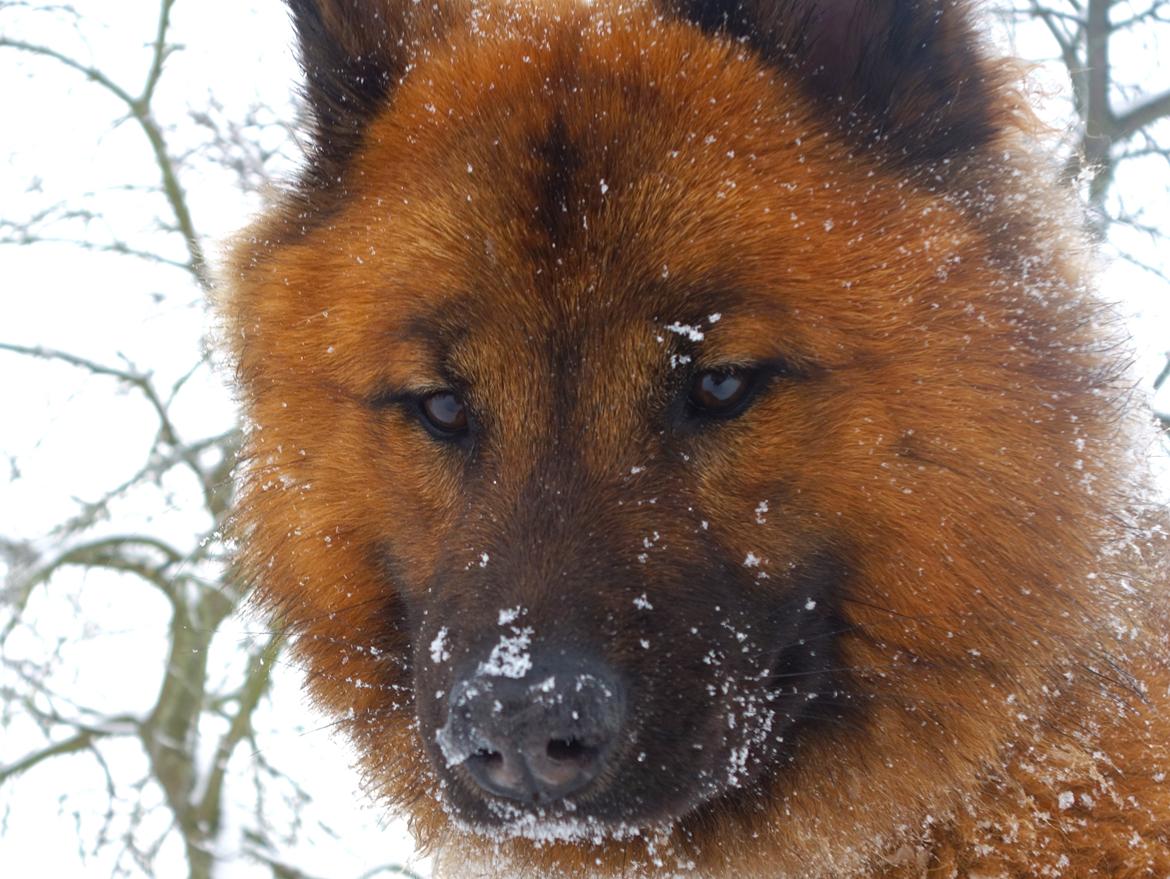 Eurasier Sally billede 13
