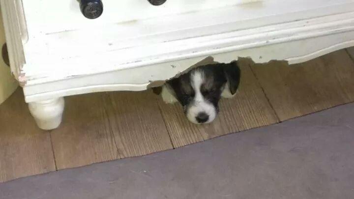 Welsh corgi cardigan Esther - ZZzzzZZZZZzzzz og det er IKKE Esther der har bidt i kommoden *G* billede 6