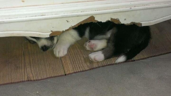 Welsh corgi cardigan Esther - ZzzzzzZZZZZzzzzz billede 7