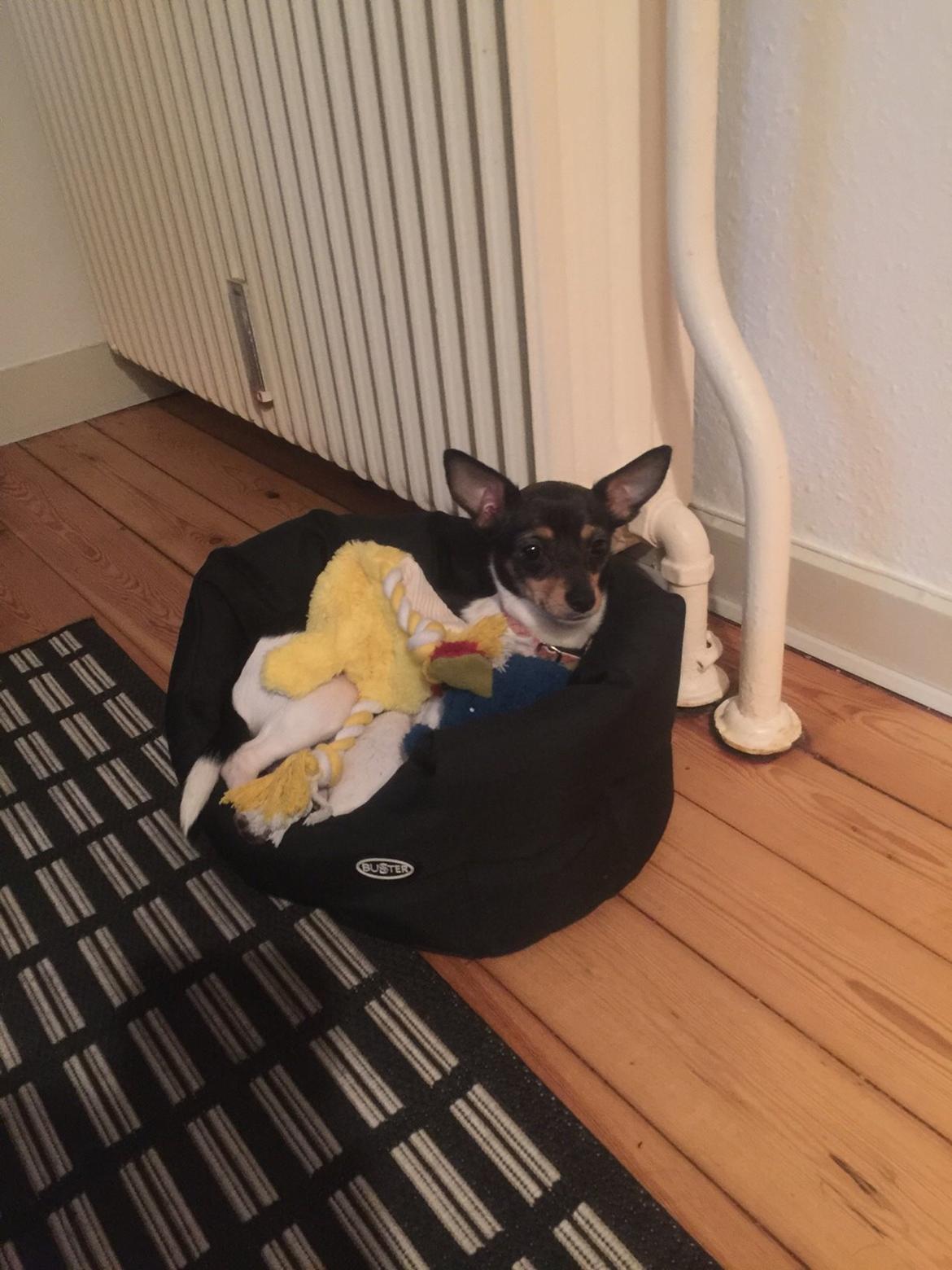 Blanding af racer Mille  billede 24