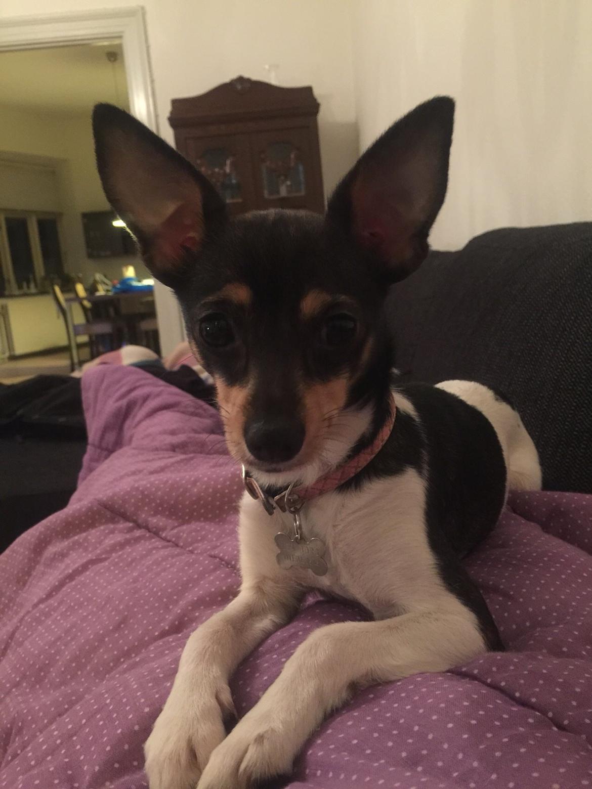 Blanding af racer Mille  billede 25