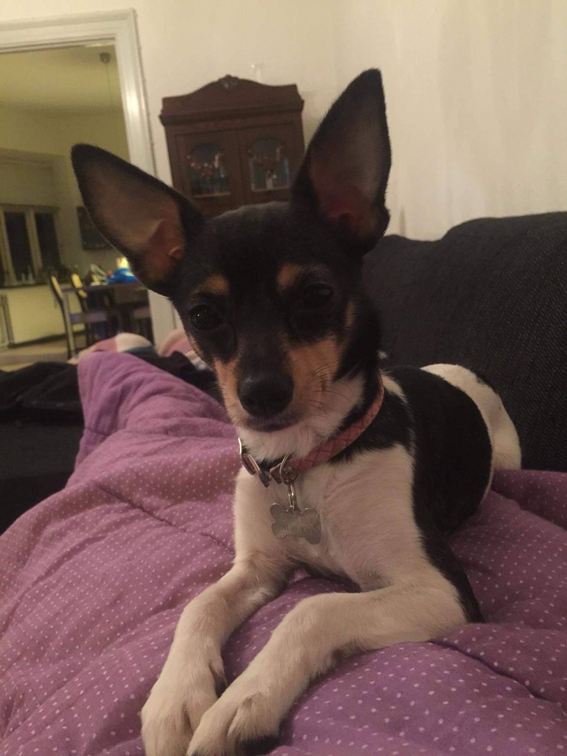 Blanding af racer Mille  billede 26