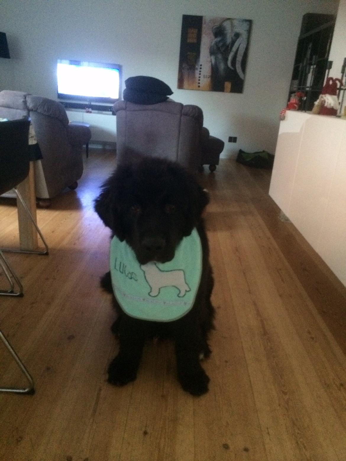 Newfoundlænder Lucas billede 24